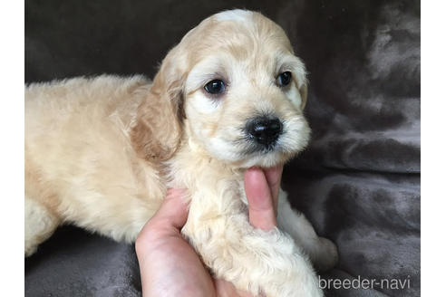 成約済の茨城県のミックス犬-188603の3枚目