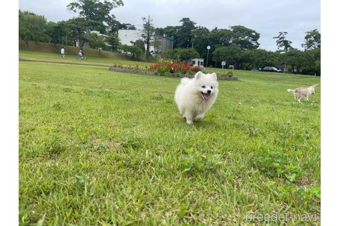 成約済の茨城県の日本スピッツ-188823の7枚目