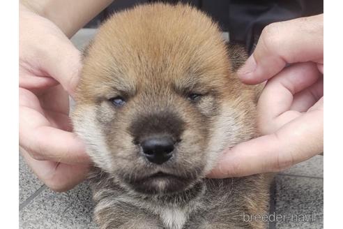 成約済の長崎県の柴犬-190283の1枚目