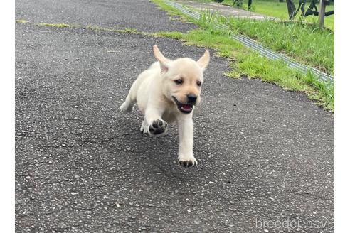 成約済の茨城県のラブラドールレトリーバー-190338の1枚目