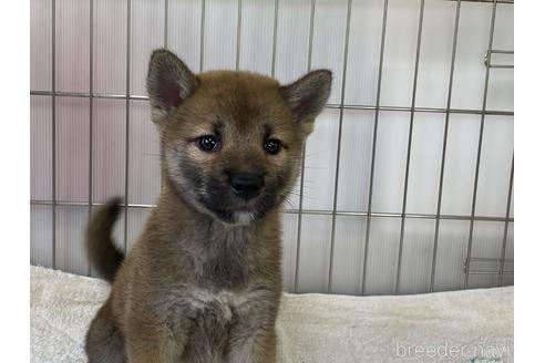 成約済の岡山県の柴犬-191225の2枚目