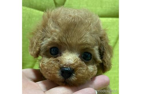 成約済の岡山県のティーカッププードル-192022の15枚目