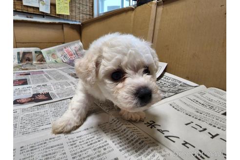 成約済の愛知県のビションフリーゼ-192098の1枚目