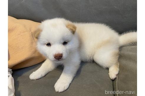 成約済の広島県の柴犬-191037の2枚目