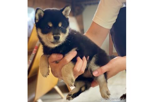 成約済の高知県の豆柴-192177の3枚目