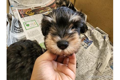 成約済の愛知県のミニチュアシュナウザー-189438の3枚目