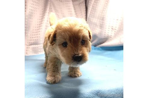 成約済の茨城県のミックス犬-193415の9枚目