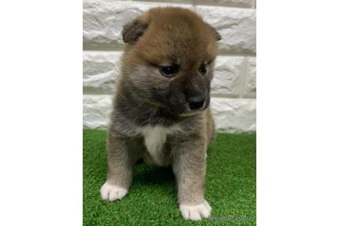 成約済の徳島県の柴犬-193654の2枚目