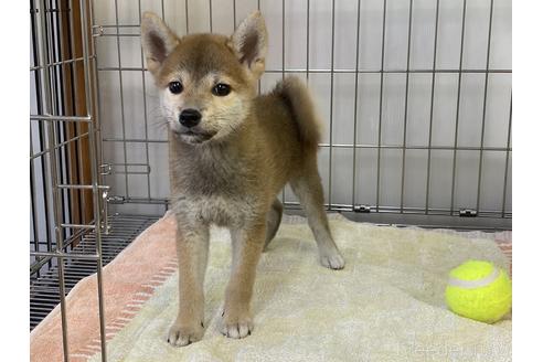 成約済の岡山県の柴犬-191226の2枚目