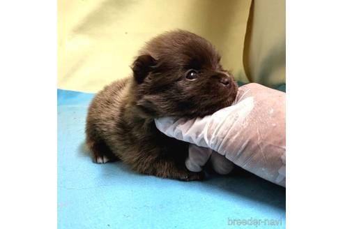 成約済の茨城県のポメラニアン-195015の8枚目