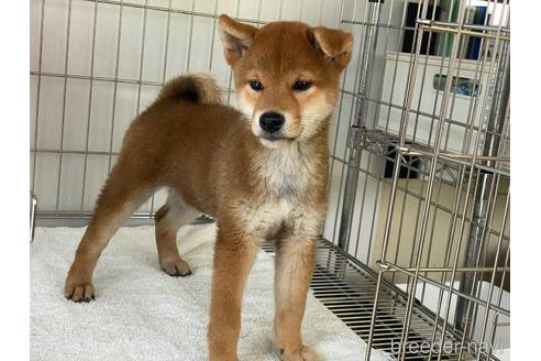 成約済の岡山県の柴犬-195070の5枚目