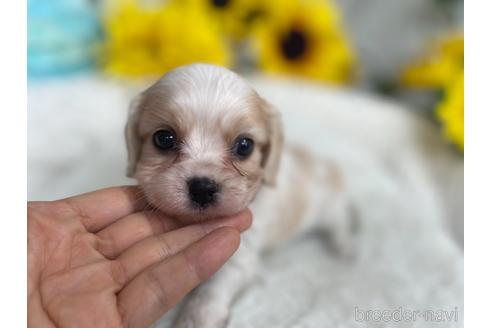 成約済の京都府のミックス犬-193462の5枚目