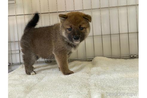 成約済の岡山県の柴犬-191230の2枚目