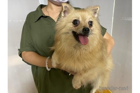 成約済の秋田県のポメラニアン-195881の1枚目