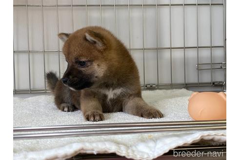 成約済の岡山県の柴犬-195982の2枚目