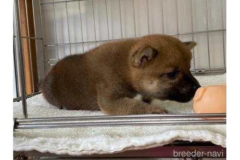 成約済の岡山県の柴犬-195982の3枚目