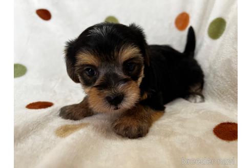 成約済の岐阜県のミックス犬-196384の3枚目