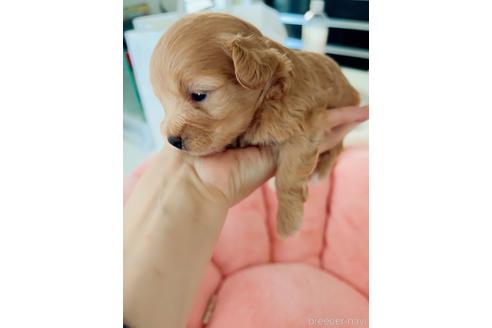 成約済の広島県のミックス犬-194697の3枚目