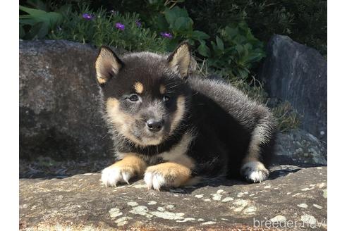 成約済の愛知県の柴犬-174130の4枚目