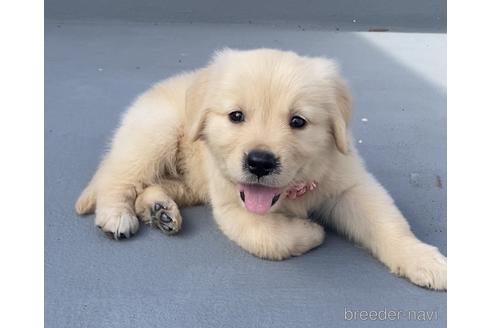 高知県でゴールデンレトリーバーの子犬を探す ブリーダーナビ