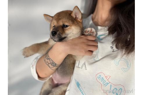 成約済の茨城県の柴犬-201957の5枚目