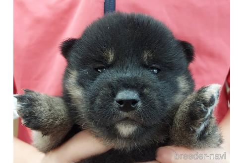 成約済の山口県の柴犬-204220の3枚目