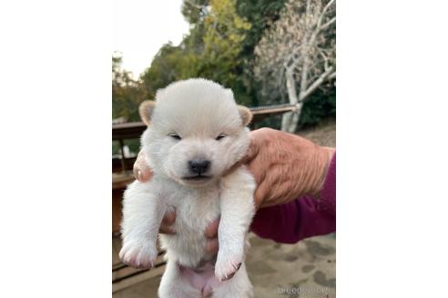 成約済の広島県の柴犬-205084の4枚目