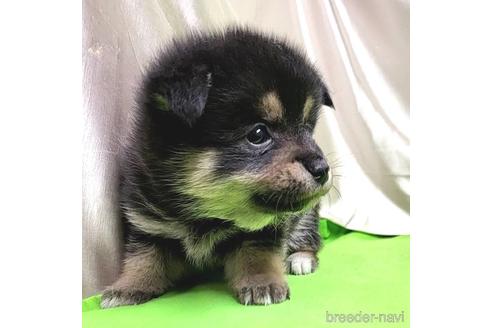 成約済の茨城県のミックス犬-204503の12枚目