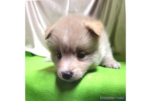 成約済の茨城県のミックス犬-204497の11枚目