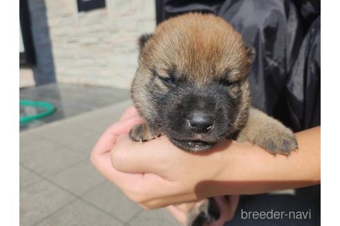 成約済の長崎県の柴犬-209092の4枚目