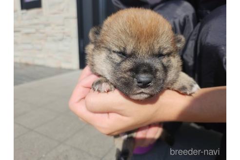 成約済の長崎県の柴犬-209093の3枚目