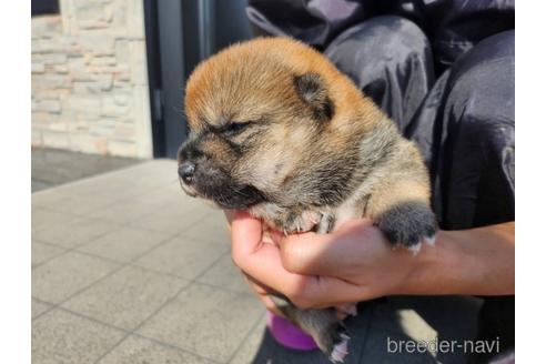 成約済の長崎県の柴犬-209093の4枚目