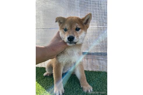 成約済の広島県の柴犬-209126の3枚目