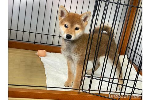 成約済の岡山県の柴犬-209678の2枚目