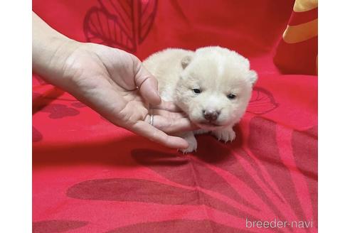 成約済の奈良県の豆柴-211039の5枚目