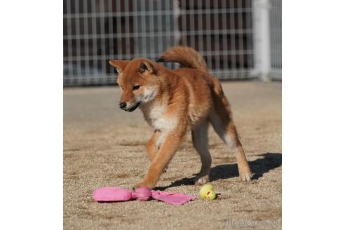 成約済の愛媛県の柴犬-211538の5枚目