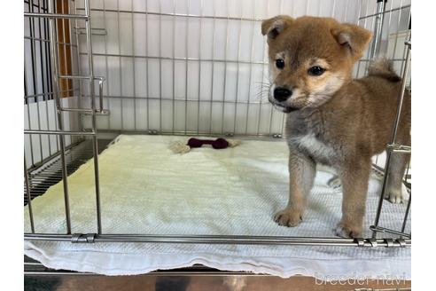 成約済の岡山県の柴犬-211706の5枚目