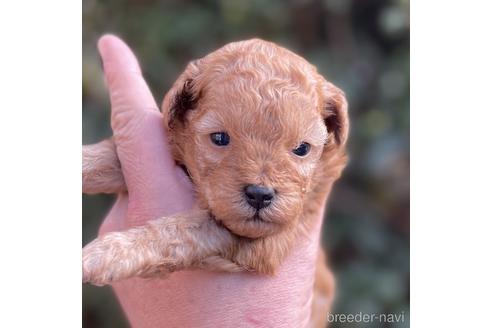 福岡県のトイプードル 女の子 22 11 29生まれ アプリコット 子犬id ブリーダーナビ