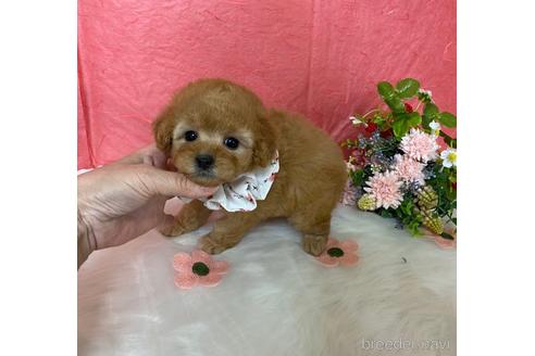 成約済の香川県のタイニープードル-215476の1枚目