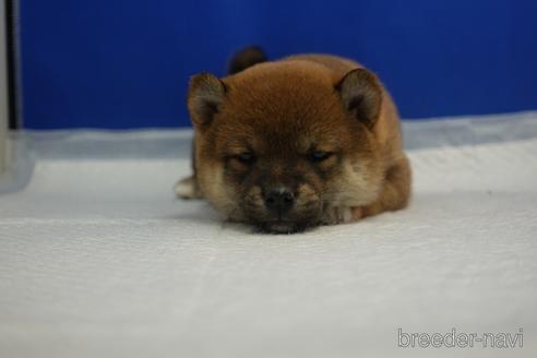 成約済の愛知県の柴犬-215216の3枚目