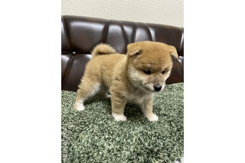 成約済の滋賀県の柴犬-212603の4枚目