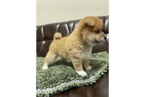 成約済の滋賀県の柴犬-212603の3枚目