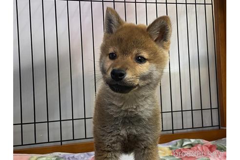 成約済の岡山県の柴犬-217392の3枚目