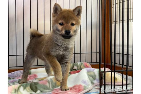 成約済の岡山県の柴犬-217392の5枚目