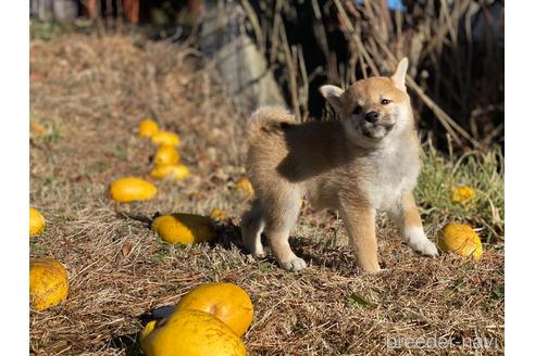 成約済の長野県の柴犬-217593の3枚目