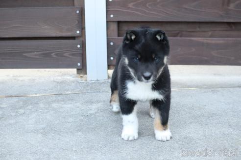 成約済の愛媛県の四国犬-216722の6枚目