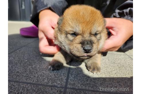 成約済の長崎県の柴犬-220136の4枚目