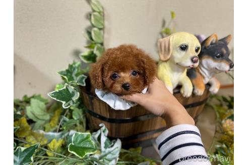 成約済の香川県のタイニープードル-216051の1枚目