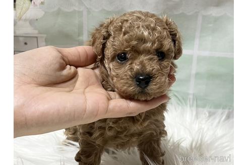 成約済の広島県のタイニープードル-219611の3枚目