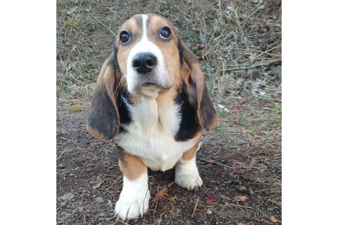 成約済の神奈川県のミックス犬-210924の5枚目